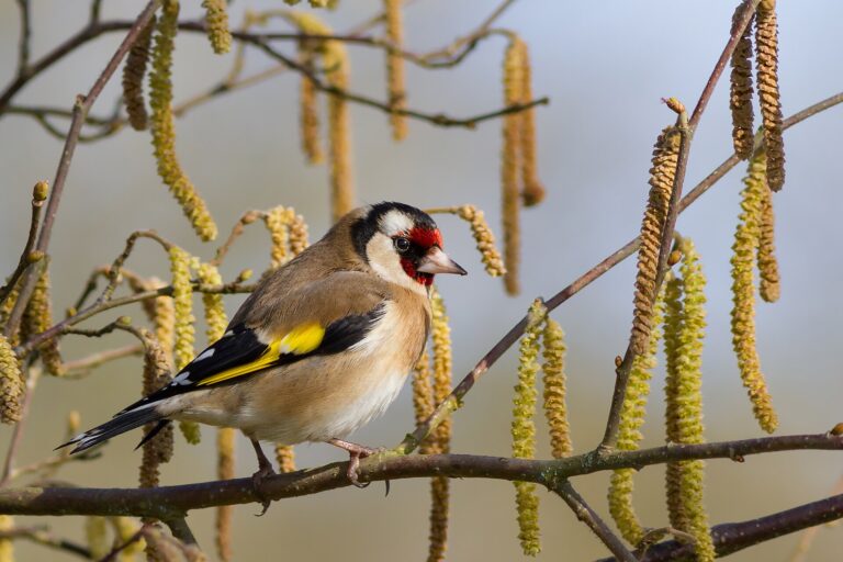 Stehlík obecný (Carduelis carduelis)