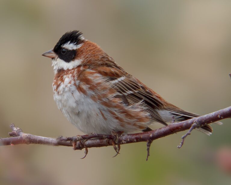 Strnad rolní (Emberiza rustica)