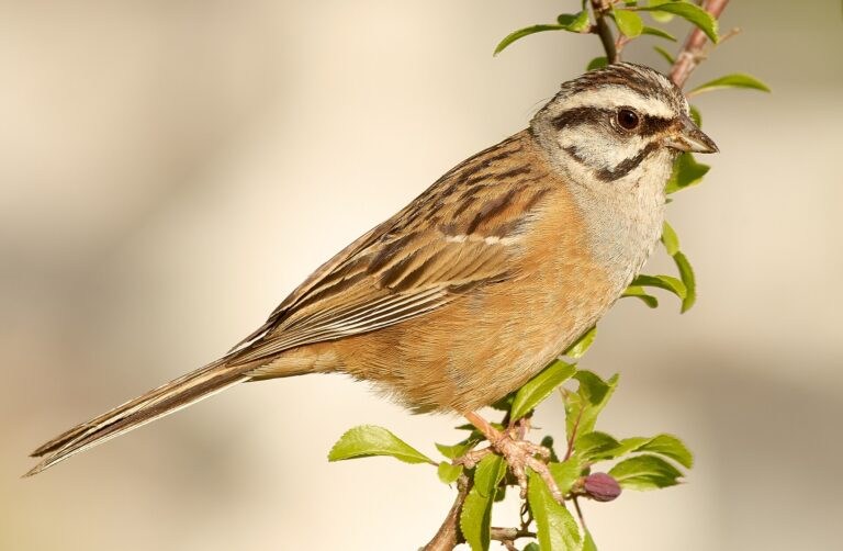 Strnad viničný (Emberiza cia)