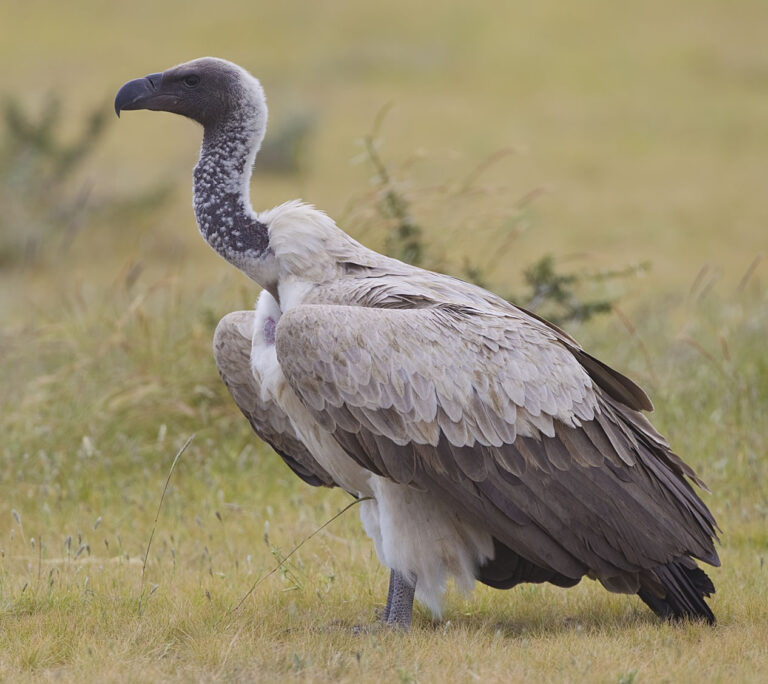 Sup africký Sup africký (Gyps africanus)