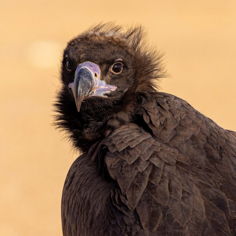 Sup hnědý (Aegypius monachus)
