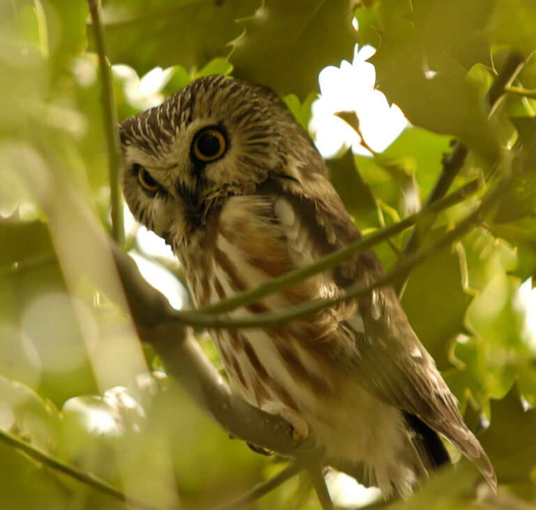 Sýc americký (Aegolius acadicus)