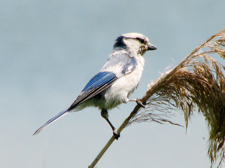 Sýkora azurová (Cyanistes cyanus)