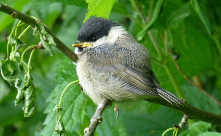 Sýkora lužní (Poecile montanus)