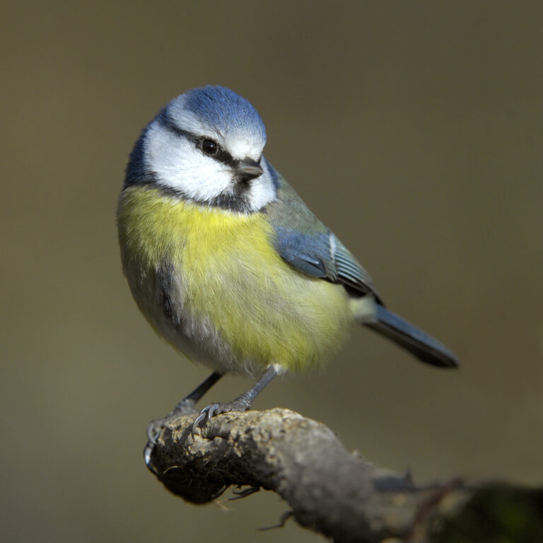 Sýkora modřinka Sýkora modřinka (Cyanistes caeruleus)