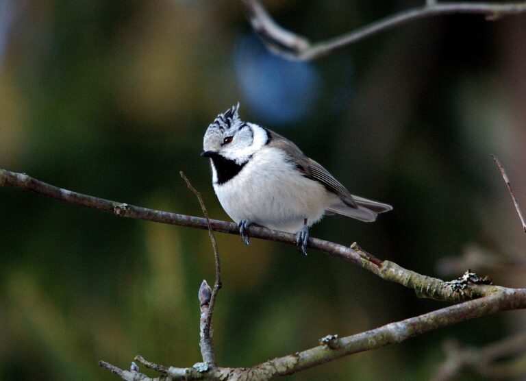 Sýkora parukářka Sýkora parukářka (Lophophanes cristatus)