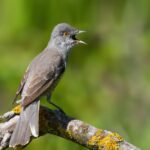 barred-warbler-sylvia-nisoria-bird-sings-branch_234678-1835