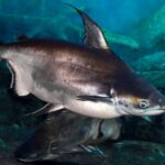 bigstock-iridescent-shark-pangasianodo-337713877