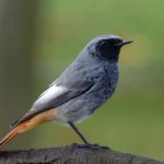 Rehek domácí black-redstart_2023-08-30-085415_pgms.jpg