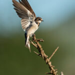 brehule-africka-riparia-cincta-5776