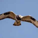 buteo-lagopus-roughlegged-buzzard-flight-600nw-2303484029.jpg