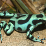 caresheet_dendrobates_auratus_05-scaled