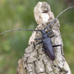 cerambyx_cerdo_3