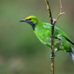 chloropsis-aurifrons-golden-fronted-leafbird-w-1500