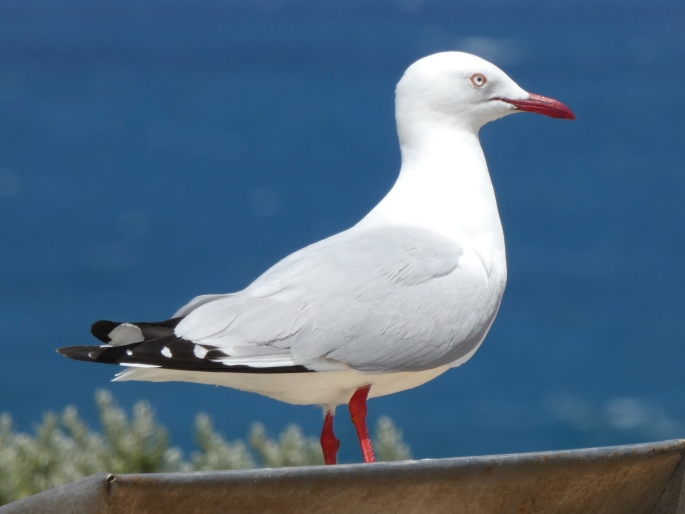 Racek australský