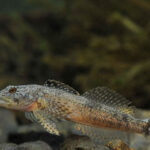 cottus_poecilopus_he6541