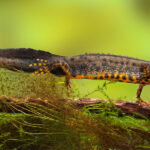 crested-newt