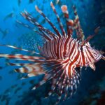 cropped-lionfish