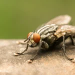 csm_housefly_musca_domestica_adult_koppert_46c003b04b.jpg