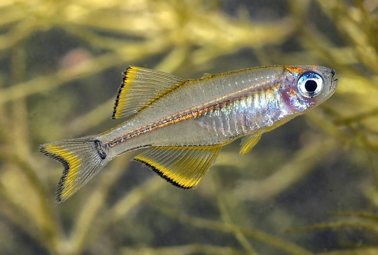 Duhounek ballochův