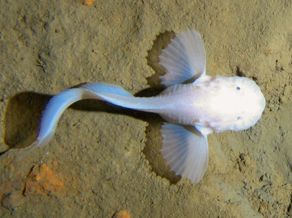 Pseudoliparis amblystomopsis