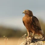 depositphotos_158089832-stock-photo-booted-eagle-in-spain