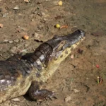 depositphotos_341156358-stock-photo-alligator-crocodiles-wildlife-dangerous-reptile