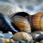 different-types-mussels-mytilus-edulis-mytilus-galloprovincialis-concept-mytilus-edulis-mytilus-galloprovincialis-mussels-identification-mussel-species-shellfish-varieties_918839-95860