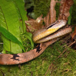 dog-toothed-cat-snake_0043_JK