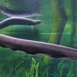 electric-eel–electrophorus-electricus–520567212-5991d84a845b340010ccc4c8