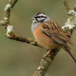 emberiza_cia_m_pelanek