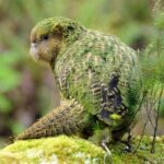 Kakapo soví feb71f9f8eb4e461619daaf0e66a3b99