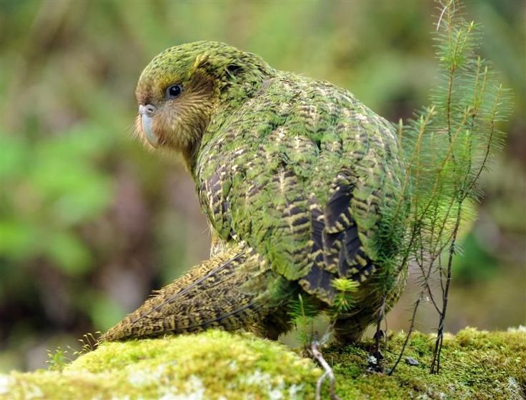 Kakapo soví