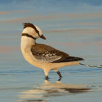 flexomornis_howei_goes_for_a_paddle_by_thewoodparable_dbnut5f-fullview