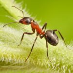 ant formica rufa on grass