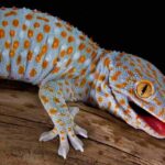 A,Tokay,Gecko,Is,Opening,His,Mouth,In,A,Threatening