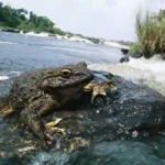 goliath_frog_03_0.jpg