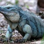 grand-cayman-blue-iguana