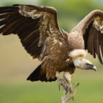 griffonvulture