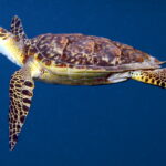 hawksbill7