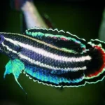 help-i-need-help-on-understanding-betta-parosphromenus-v0-7hs0b1i6tkea1.jpg