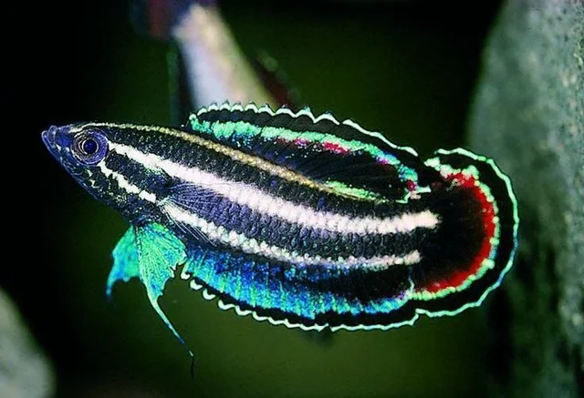 Parosphromenus harveyi