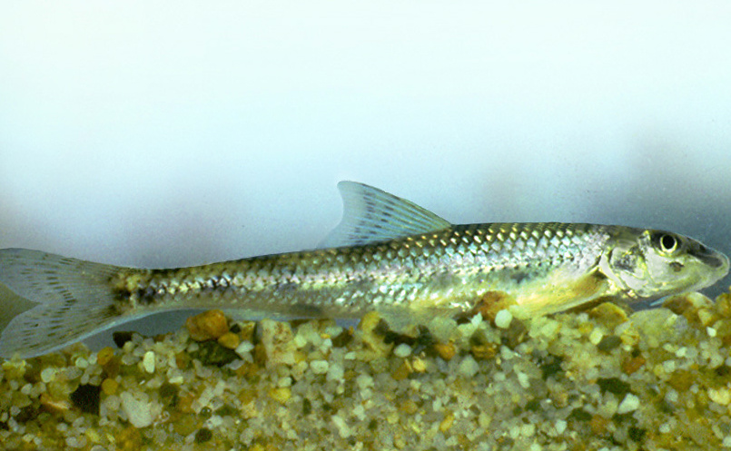 Hrouzek kesslerův