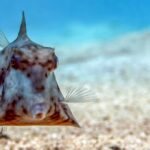 humpback-turretfish-tetrosomus-gibbosus-thornback-boxfish-red-sea-eilat-israel_455610-355