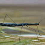 hydrometra_stagnorum_cb5758s