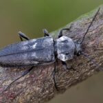 hylotrupes_bajulus_1