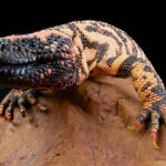 The worlds most venomous lizard, the Gila Monster.