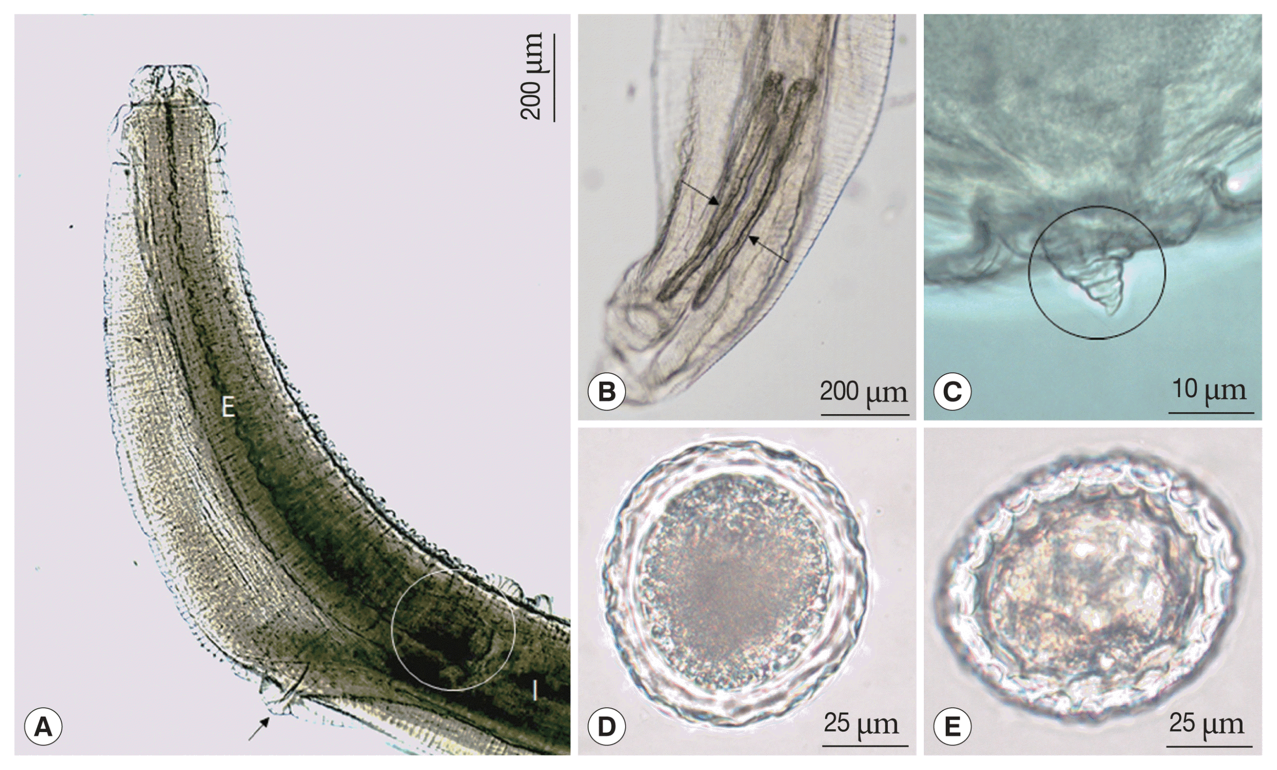 Toxocara lyncis