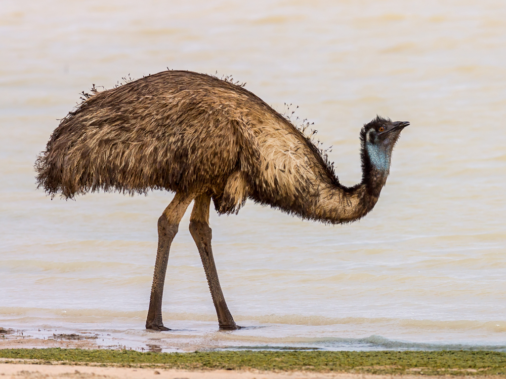Emu hnědý