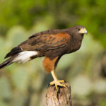 Káně harrisova large